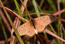 Image of Acraea caldarena Hewitson 1877