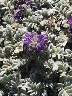 Image of silky phacelia