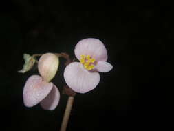 Image of Begonia chongzuoensis Yan Liu, S. M. Ku & C. I Peng