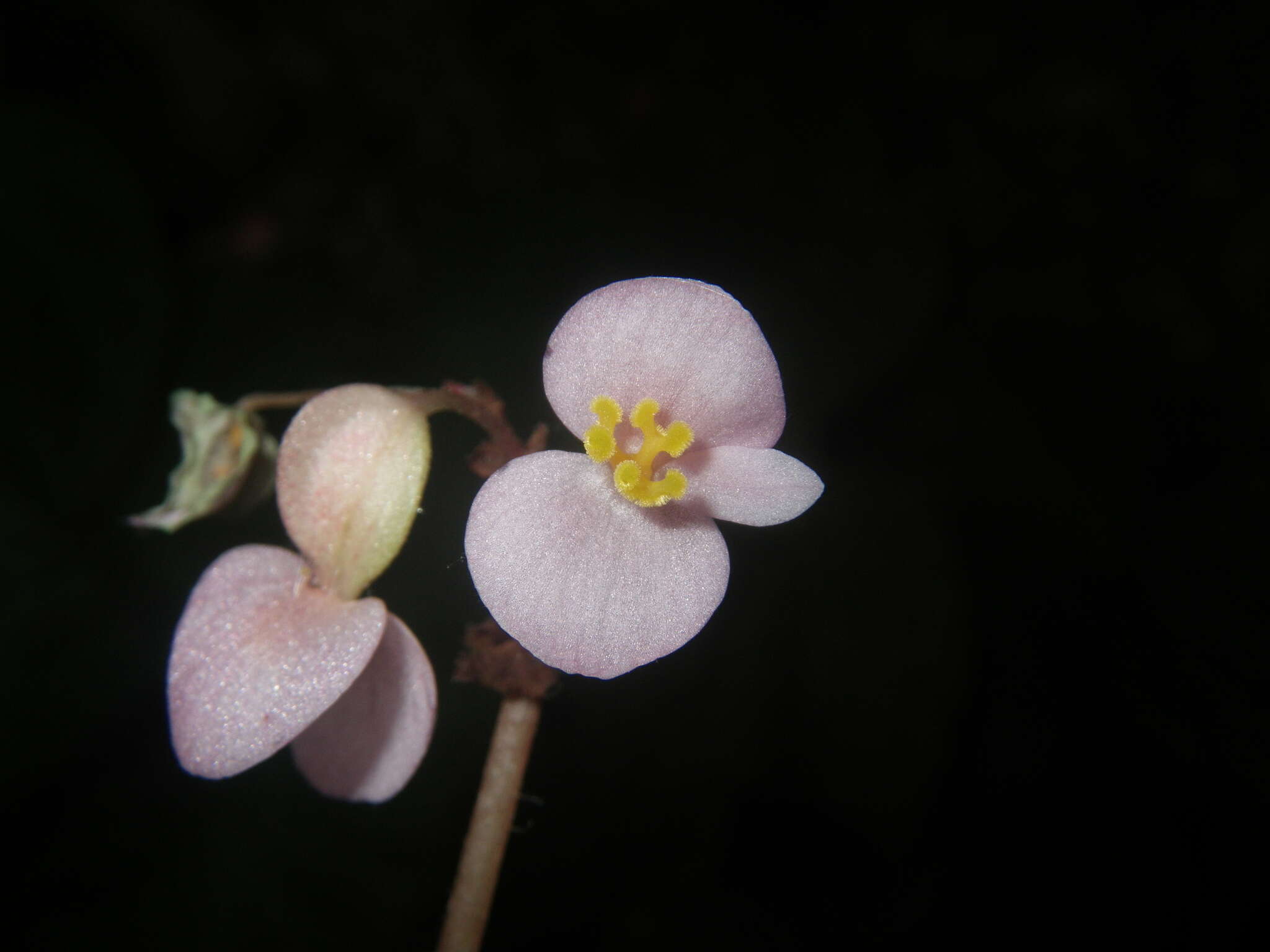 Image of Begonia chongzuoensis Yan Liu, S. M. Ku & C. I Peng