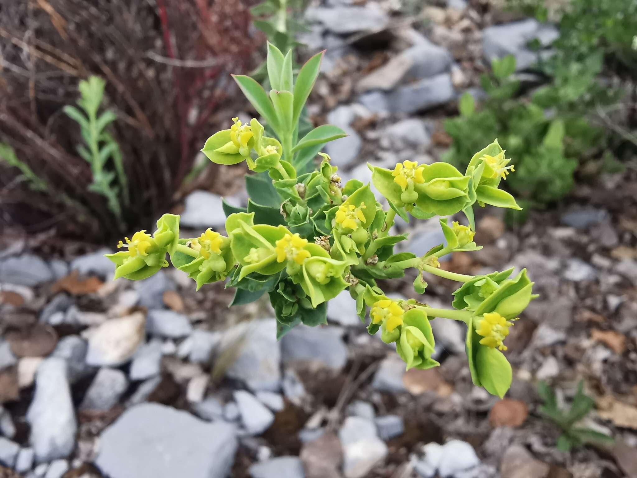 Sivun Euphorbia beamanii M. C. Johnst. kuva