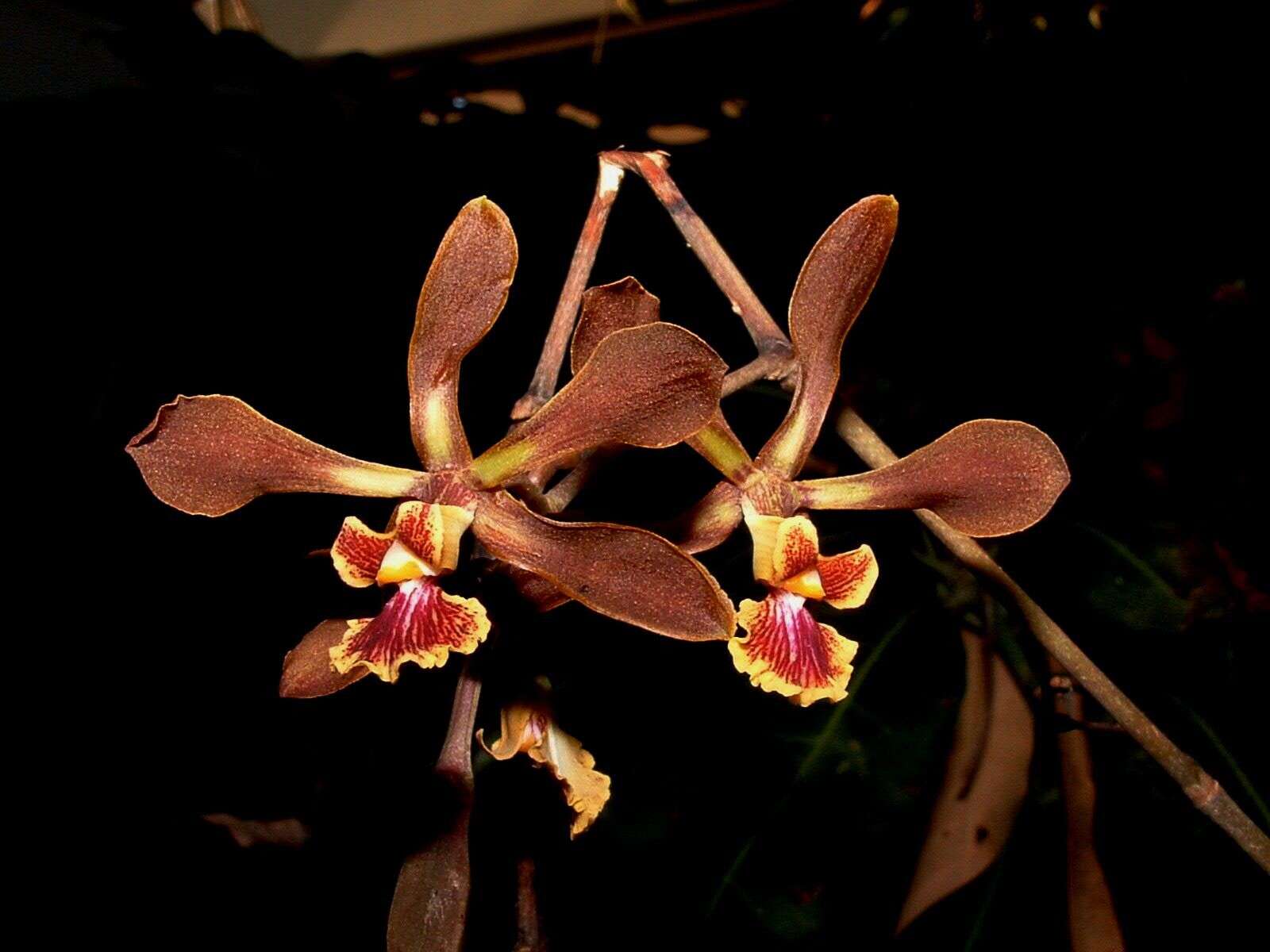 Слика од Encyclia diota (Lindl.) Schltr.