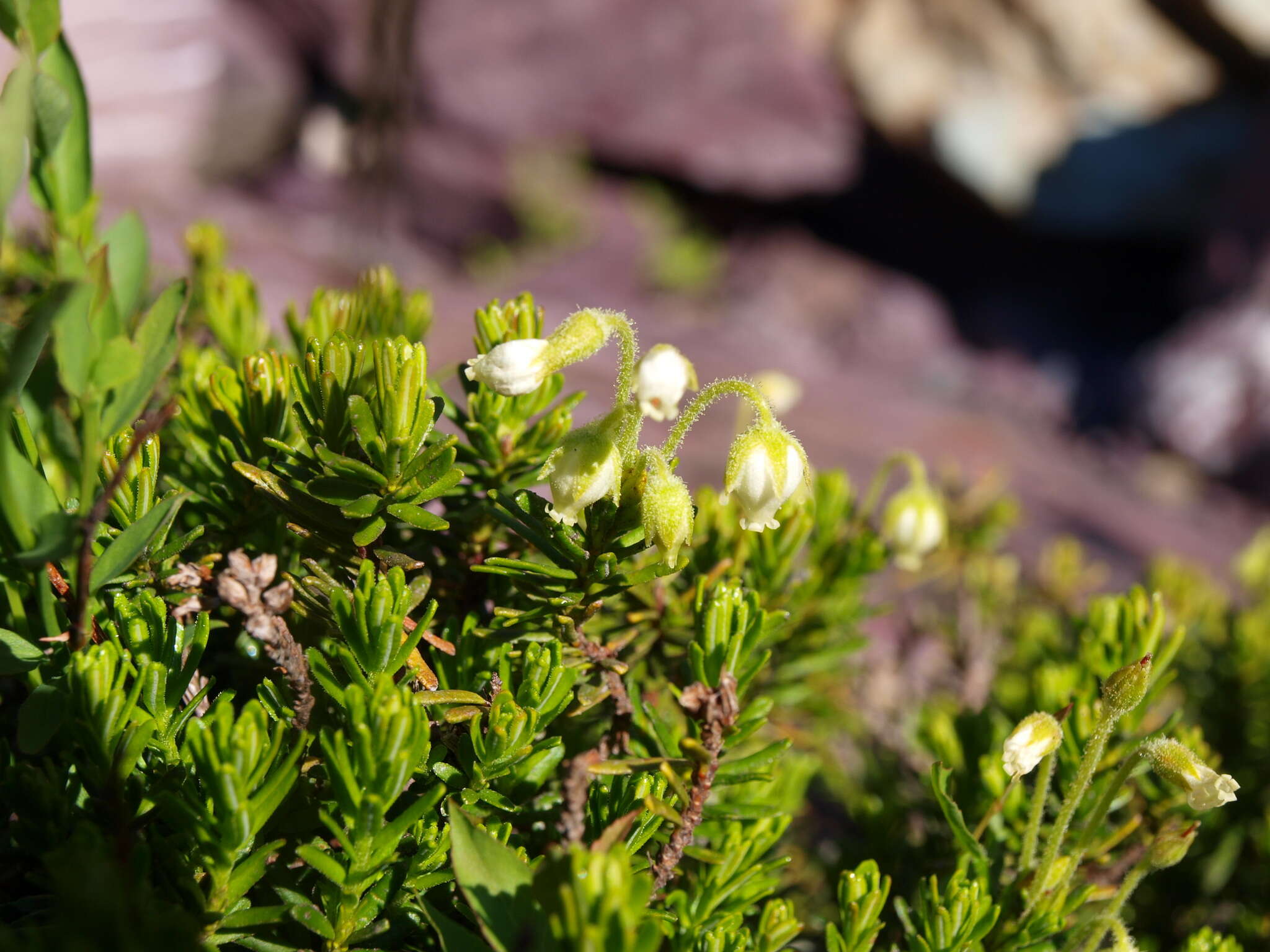 Image de Phyllodoce glanduliflora (Hook.) Coville