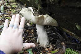 Image de Amanita merxmuelleri Bresinsky & Garrido 1985