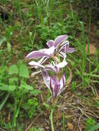 Image of Sparaxis grandiflora subsp. fimbriata (Lam.) Goldblatt