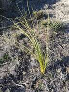 Image of Bobartia indica L.