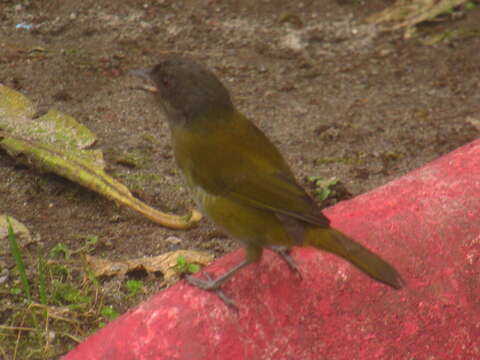 Image of Dusky Bush Tanager