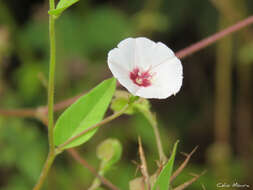 Image of Jacquemontia gracillima (Choisy) Hall. fil.