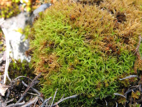 Image of tortured tortella moss