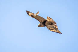 Image of Buteo japonicus japonicus Temminck & Schlegel 1845