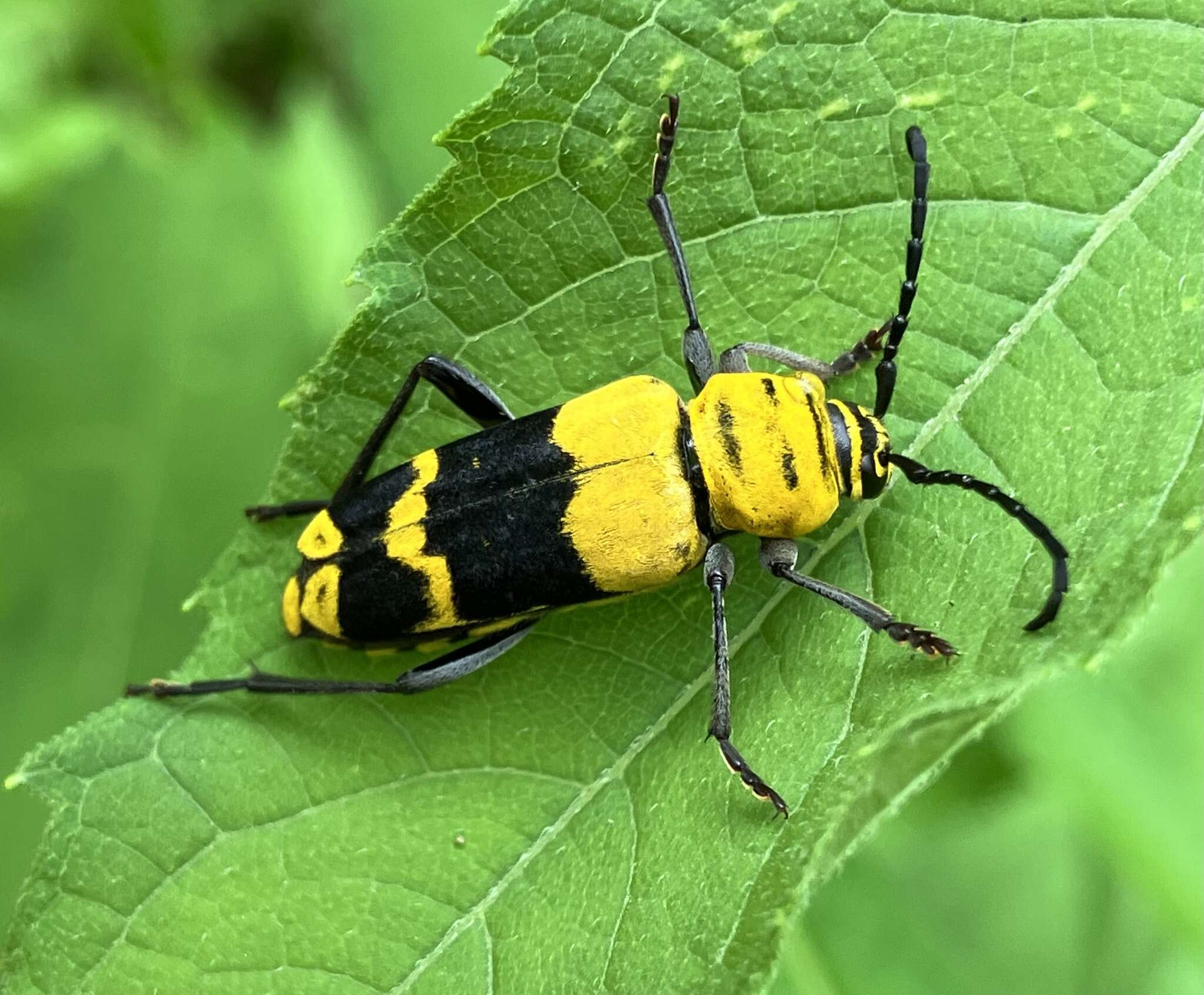 Image of Amorpha Borer