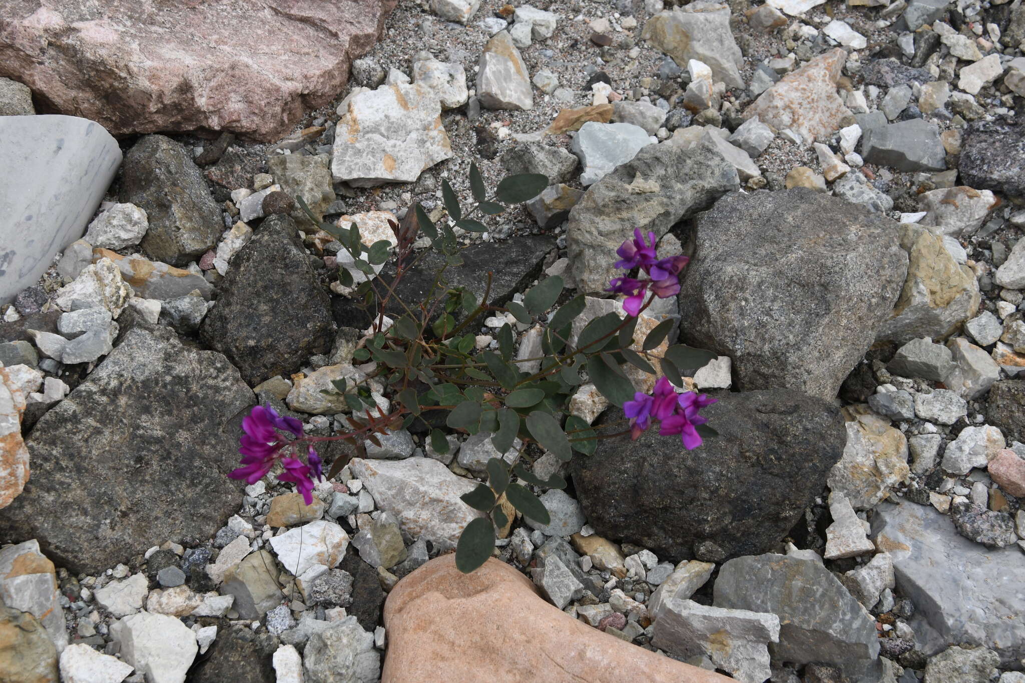 Image de Hedysarum dasycarpum Turcz.