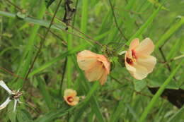 Image of Peltaea riedelii (Gürke) Standl.