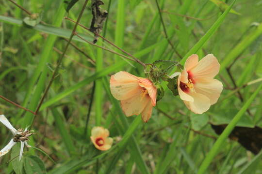 Image of Peltaea riedelii (Gürke) Standl.