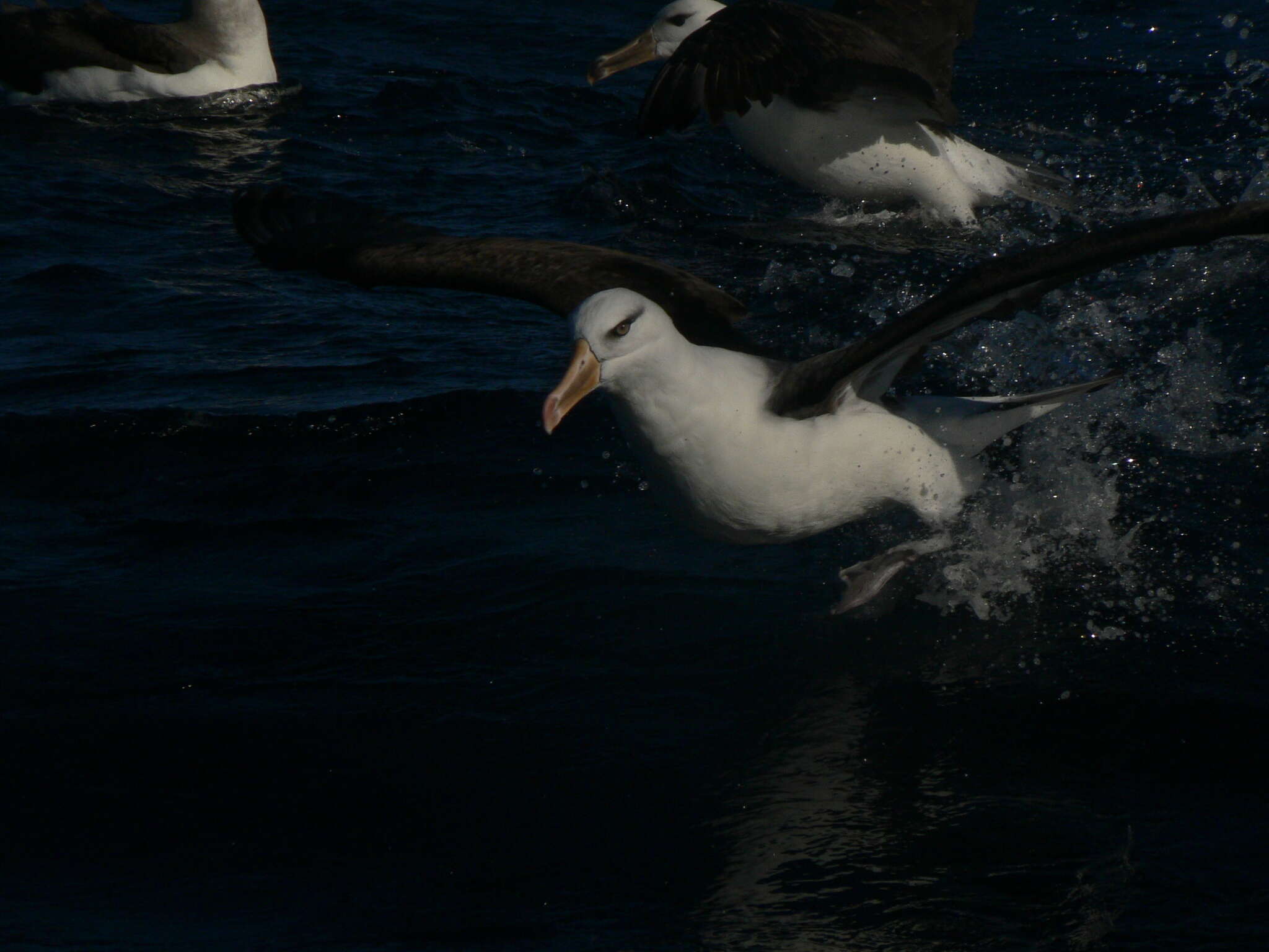 Image of Thalassarche melanophris impavida