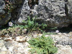 Image of Linaria verticillata subsp. anticaria (Boiss. & Reut.) L. Sáez & M. B. Crespo