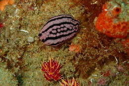 Image of Phyllidiella rosans (Bergh 1873)