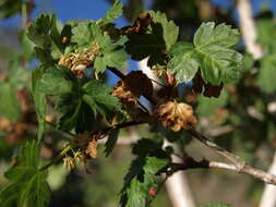 Image of Rocky Mountain maple