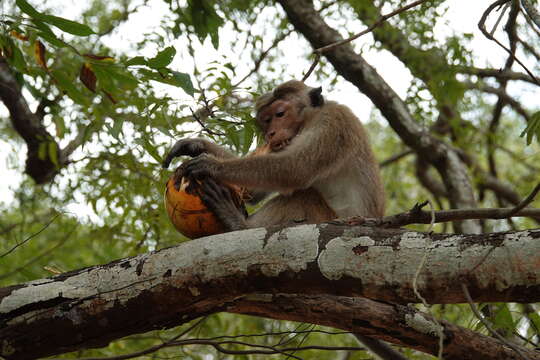 Image of Toque macaque