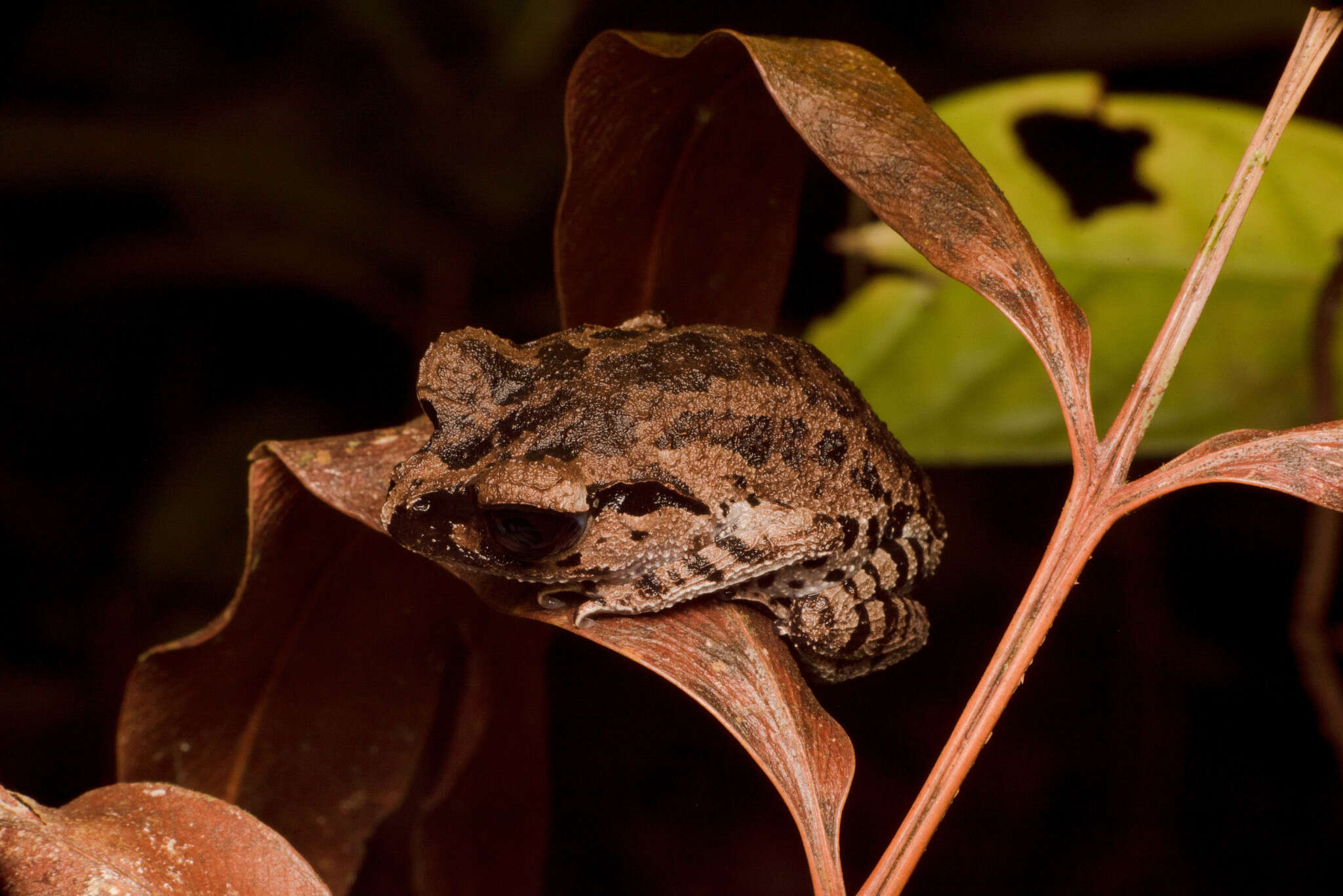 Image of Leptobrachium ingeri Hamidy, Matsui, Nishikawa & Belabut 2012