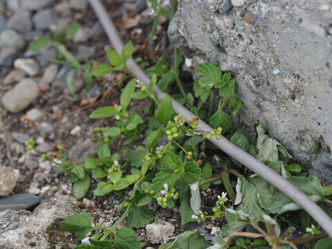 Image of Leptopetalum