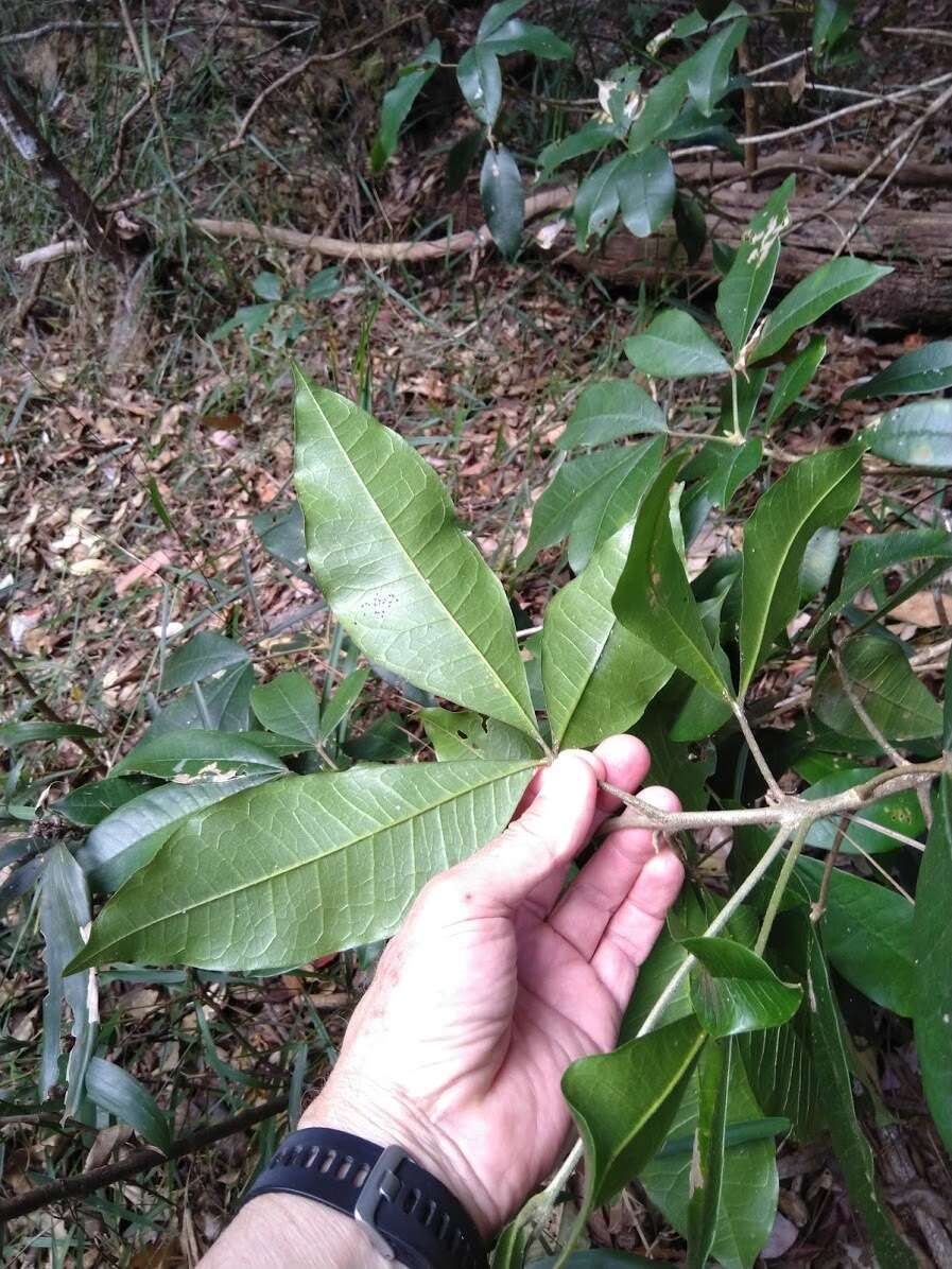 Image of Acronychia pubescens (Bailey) C. White