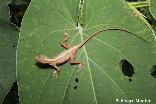 Image de Anolis schiedii (Wiegmann 1834)