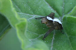 Image of Oxyopes singularis Lessert 1927