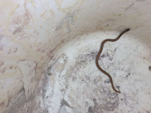 Image of Mexican Blackhead Snake