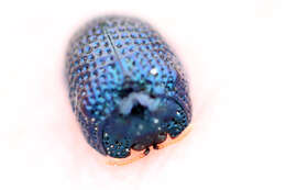 Image of Palmetto Tortoise Beetle