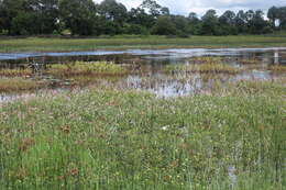 Image of Creeping ludwigia