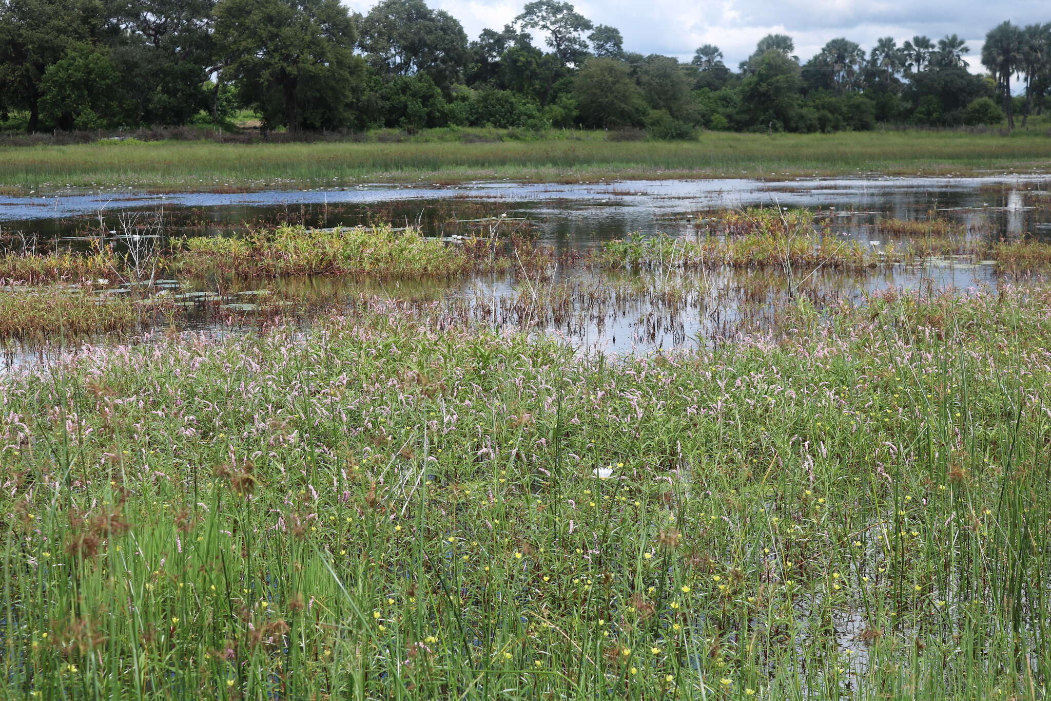 Image of Creeping ludwigia