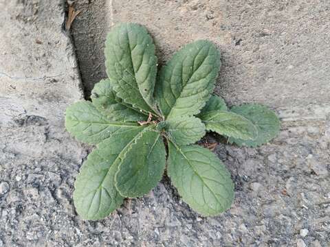 Image of Chinese Foxglove