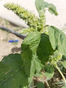 Image of redroot amaranth