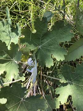 Image of macleaya