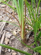 Imagem de Kniphofia galpinii Baker