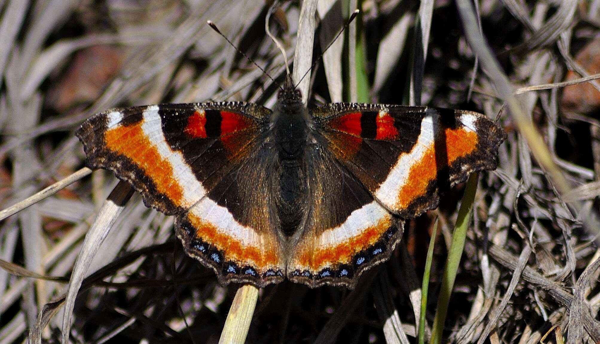 Imagem de Aglais milberti Godart 1819