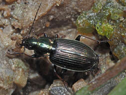 Image of Ground beetle