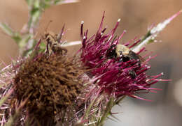 Image of Blueberry Habropoda