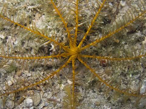 Image of Mediterranean feather star