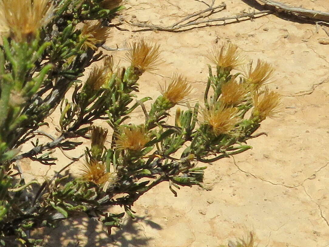 Image de Pteronia tricephala DC.