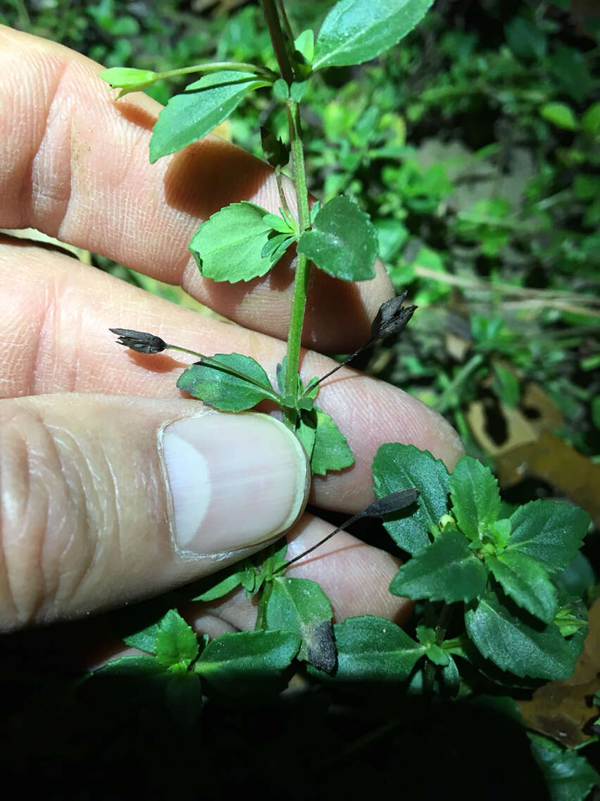 Mecardonia procumbens (Mill.) Small resmi