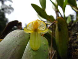 Image of Pleurothallis octavioi Luer & R. Escobar