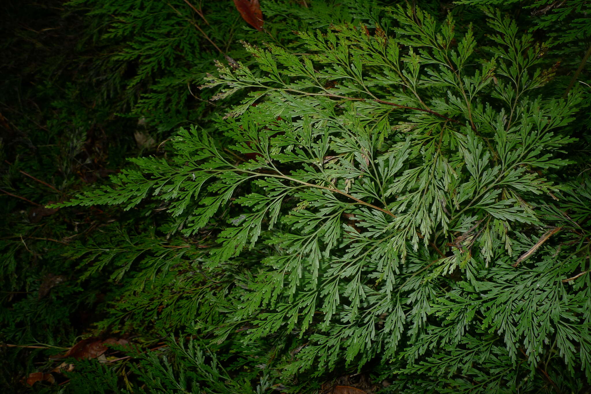 Image of Odontosoria angustifolia (Bernh.) C. Chr.