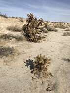 Image de Cylindropuntia fosbergii (C. B. Wolf) Rebman, M. A. Baker & Pinkava