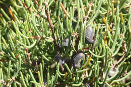 Image of Hakea epiglottis Labill.