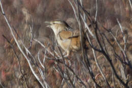 Image of Marsh Wren