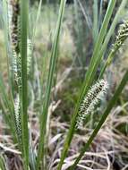 Image of water sedge