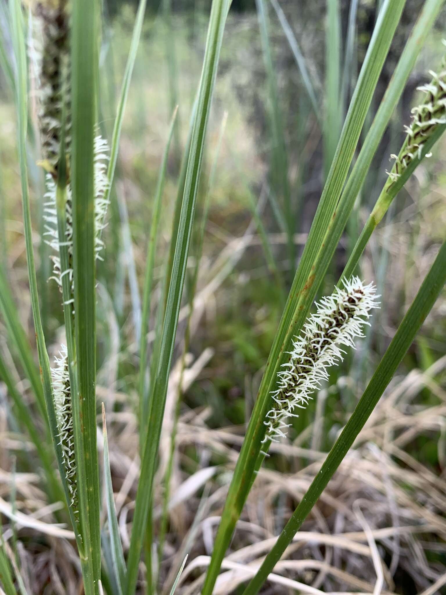 Image of water sedge