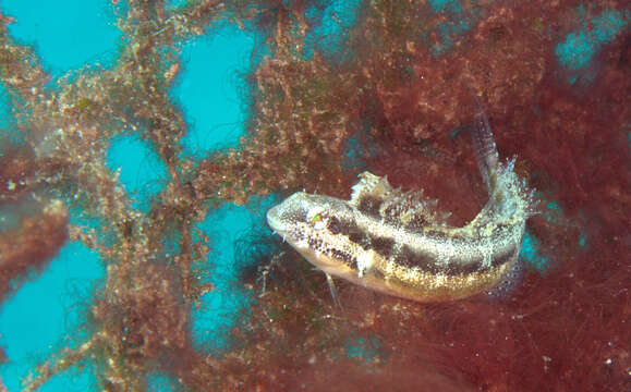 Image of Short-head Sabretooth Blenny